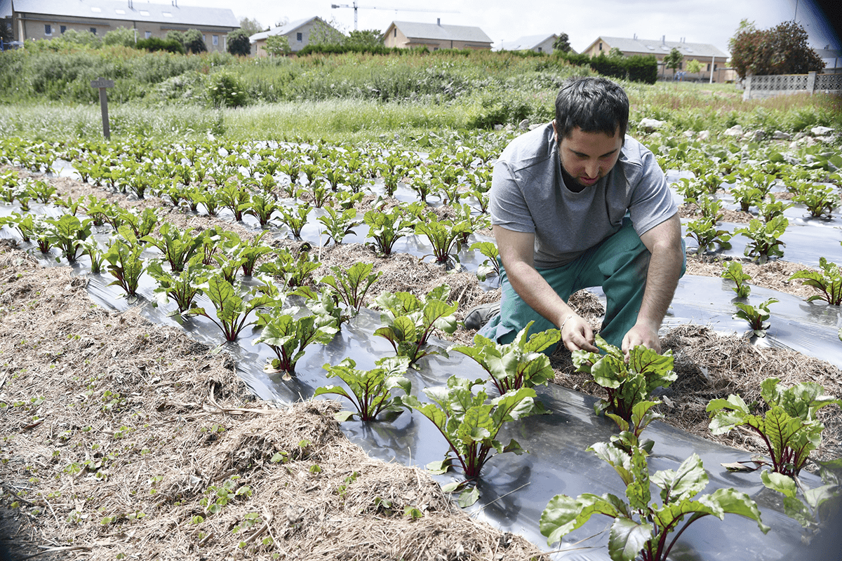 Hombre cultivando