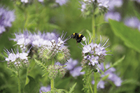 Flores con abeja