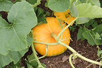 Cultivo de calabazas